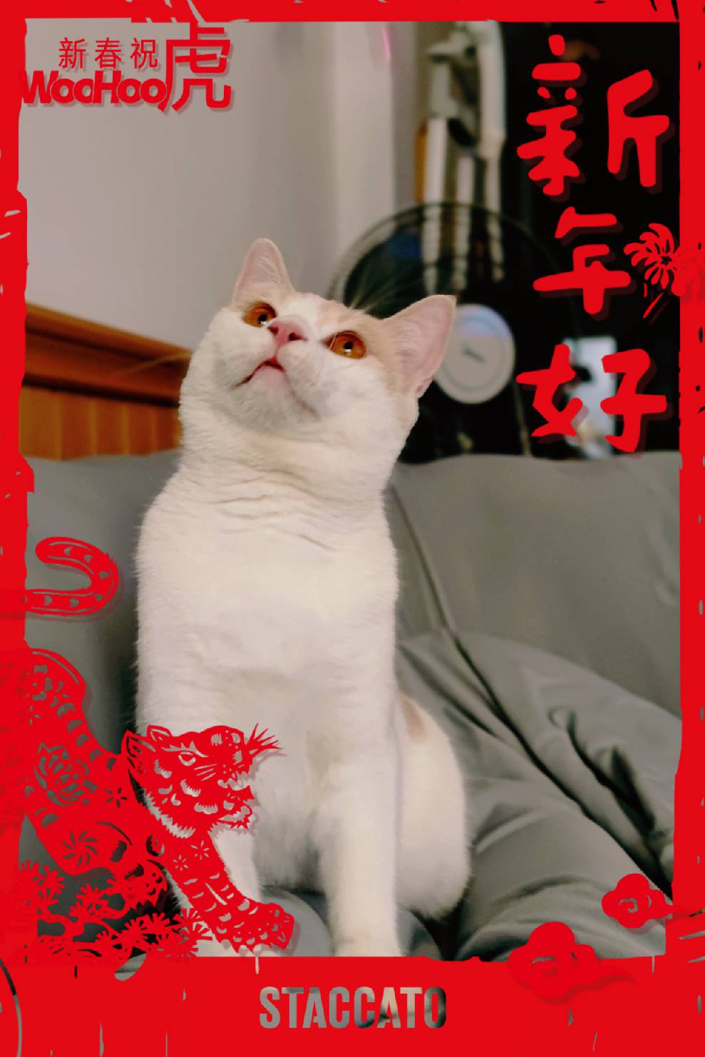 猫图片|宠物猫|猫咪|