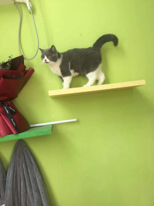 猫图片|宠物猫|猫咪|