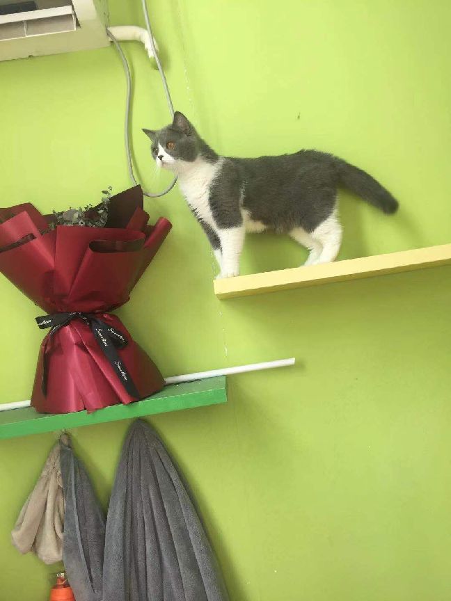 猫图片|宠物猫|猫咪|