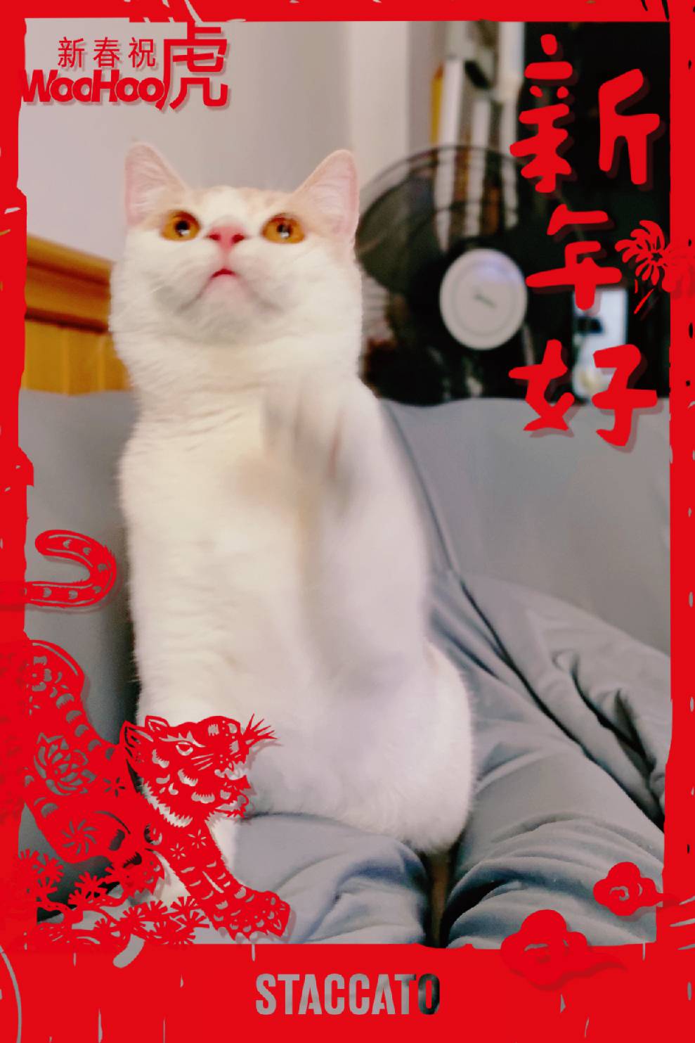 猫图片|宠物猫|猫咪|