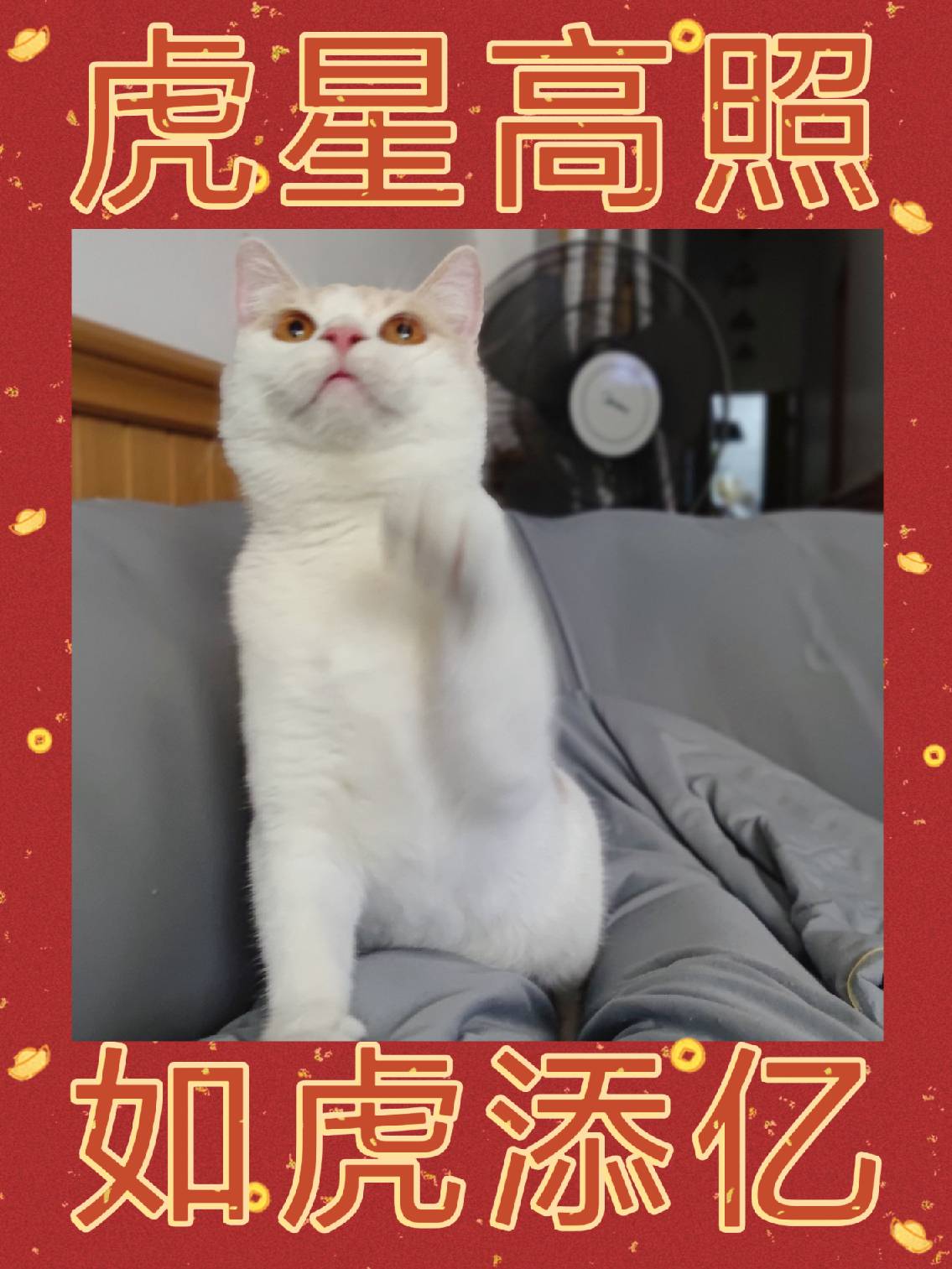 猫图片|宠物猫|猫咪|