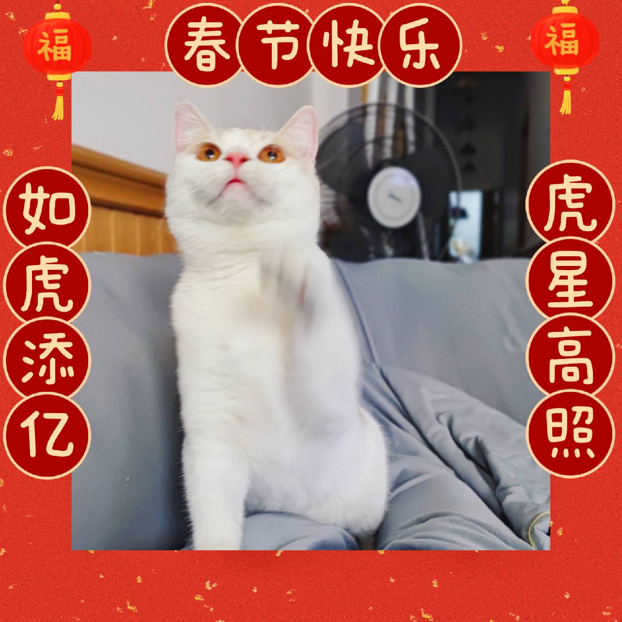 猫图片|宠物猫|猫咪|