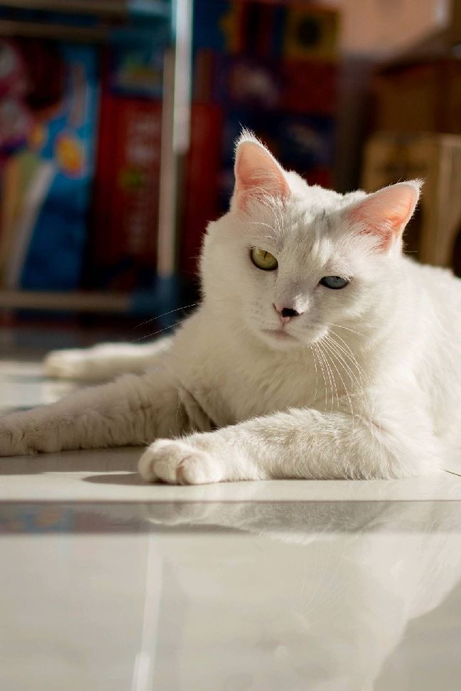 猫图片|宠物猫|猫咪|