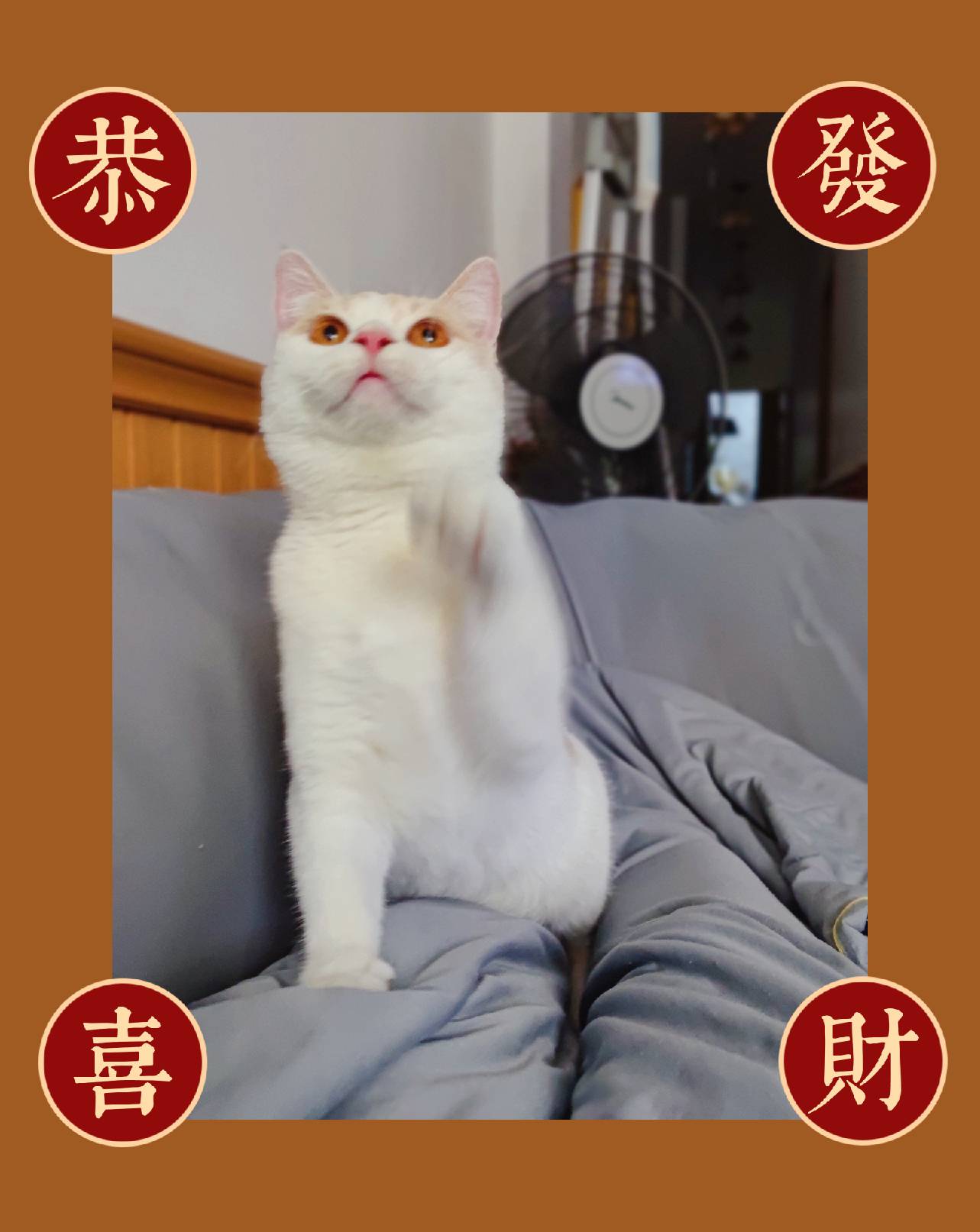 猫图片|宠物猫|猫咪|