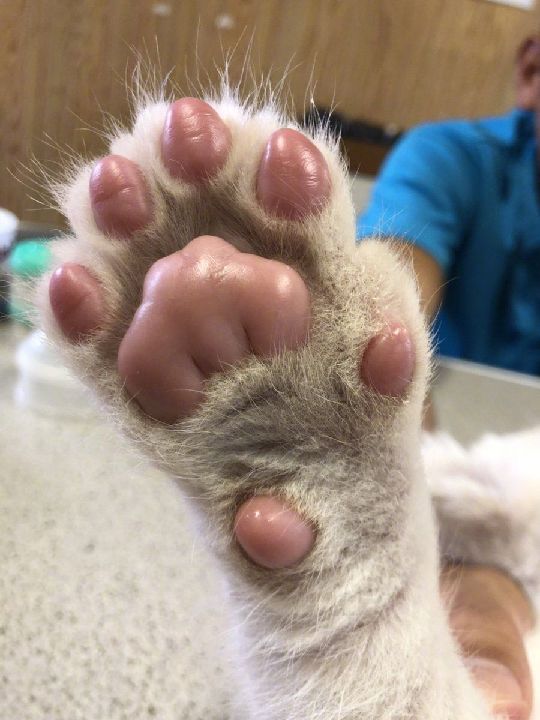 猫图片|宠物猫|猫咪|