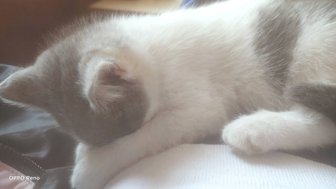 猫图片|宠物猫|猫咪|