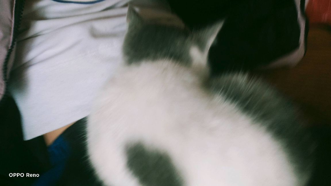 猫图片|宠物猫|猫咪|