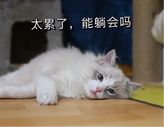 猫图片|宠物猫|猫咪|