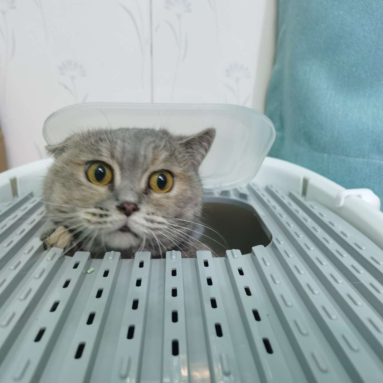 猫图片|宠物猫|猫咪|