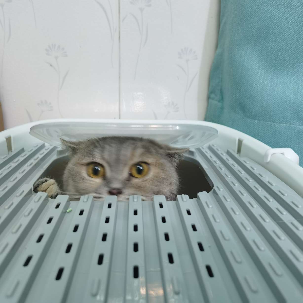 猫图片|宠物猫|猫咪|