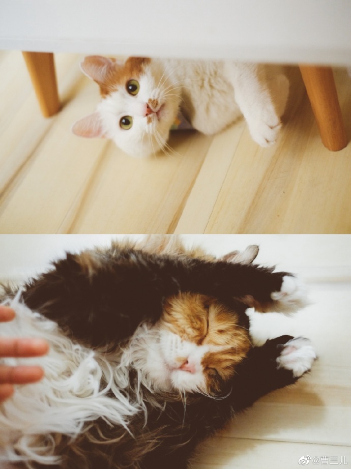 猫图片|宠物猫|猫咪|