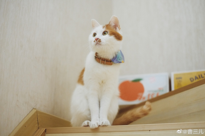 猫图片|宠物猫|猫咪|