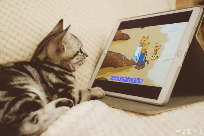 猫图片|宠物猫|猫咪|