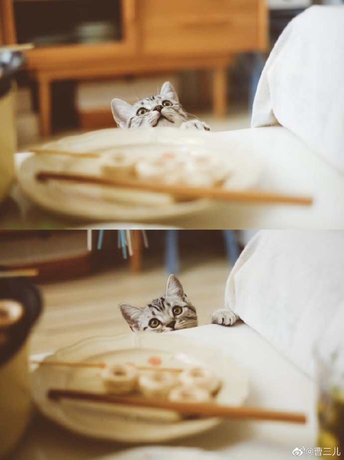 猫图片|宠物猫|猫咪|