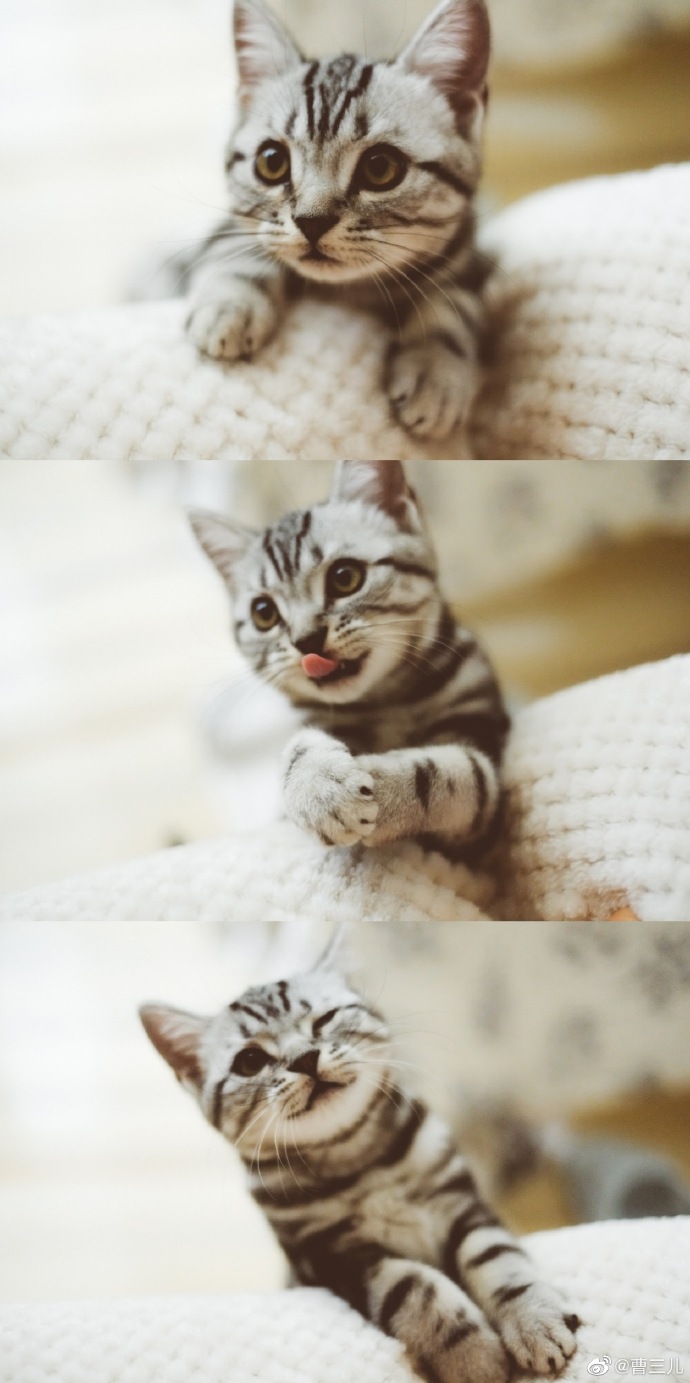 猫图片|宠物猫|猫咪|