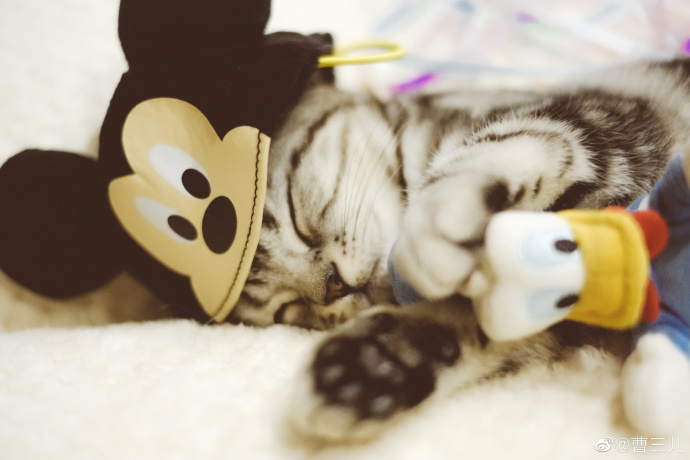 猫图片|宠物猫|猫咪|