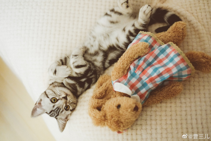 猫图片|宠物猫|猫咪|