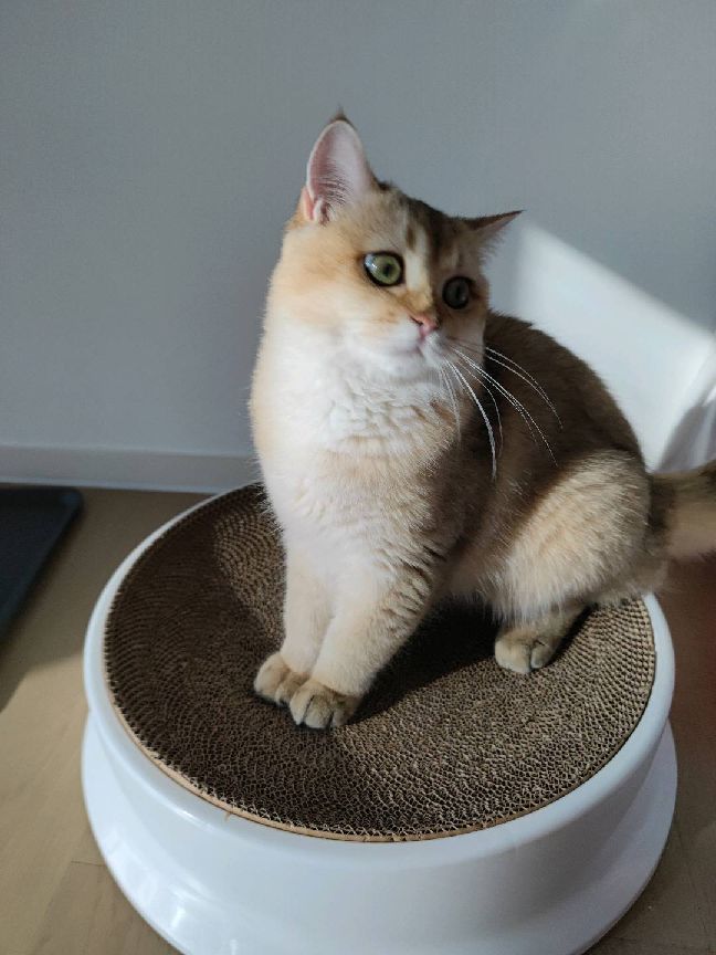 猫图片|宠物猫|猫咪|