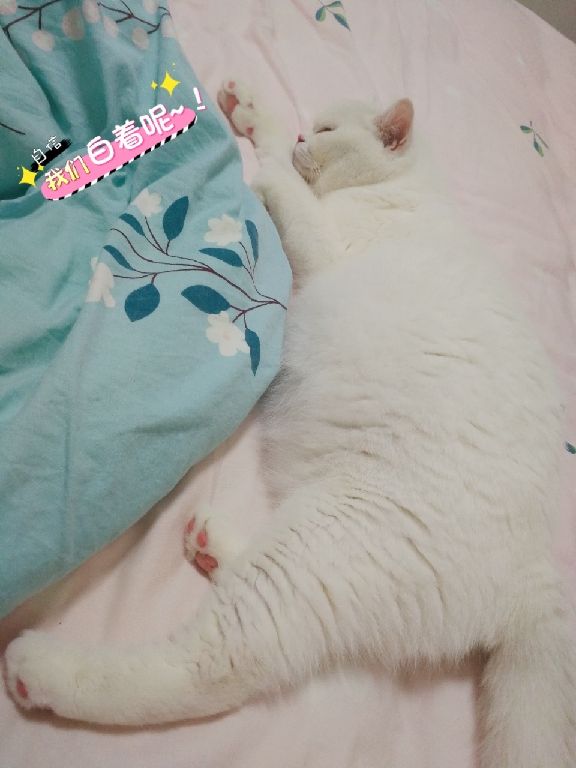 猫图片|宠物猫|猫咪|