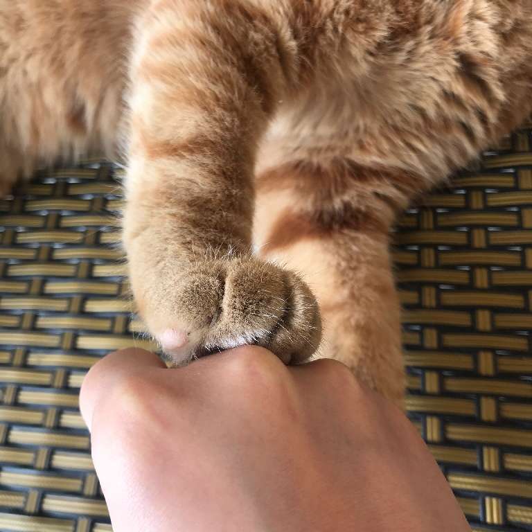 猫图片|宠物猫|猫咪|