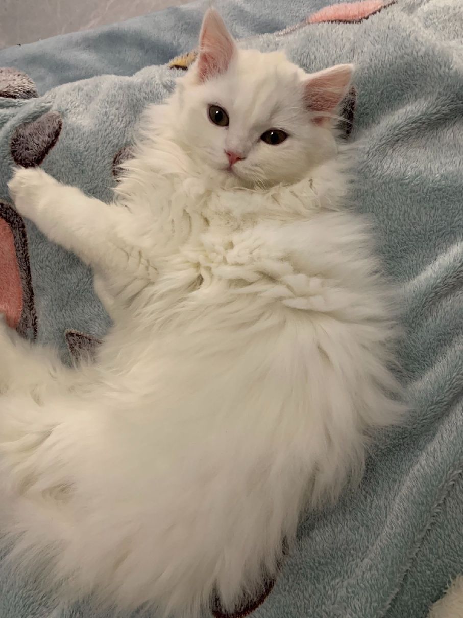 猫图片|宠物猫|猫咪|