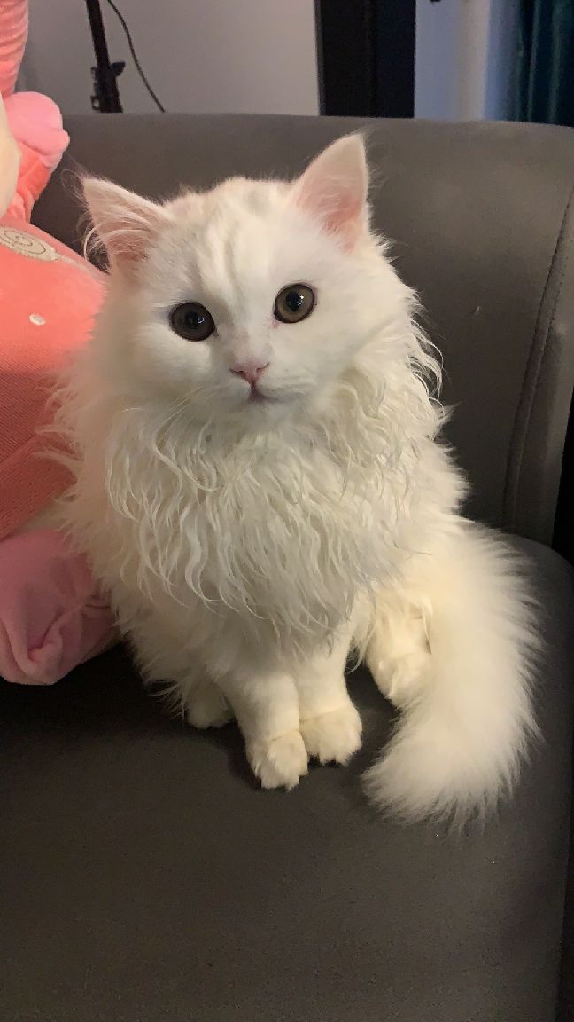 猫图片|宠物猫|猫咪|