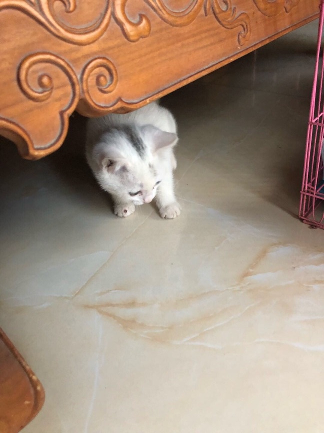 猫图片|宠物猫|猫咪|