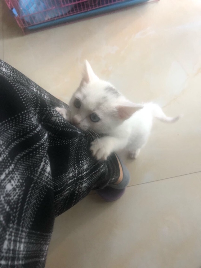 猫图片|宠物猫|猫咪|