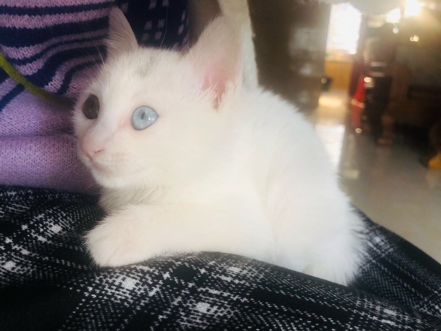 猫图片|宠物猫|猫咪|