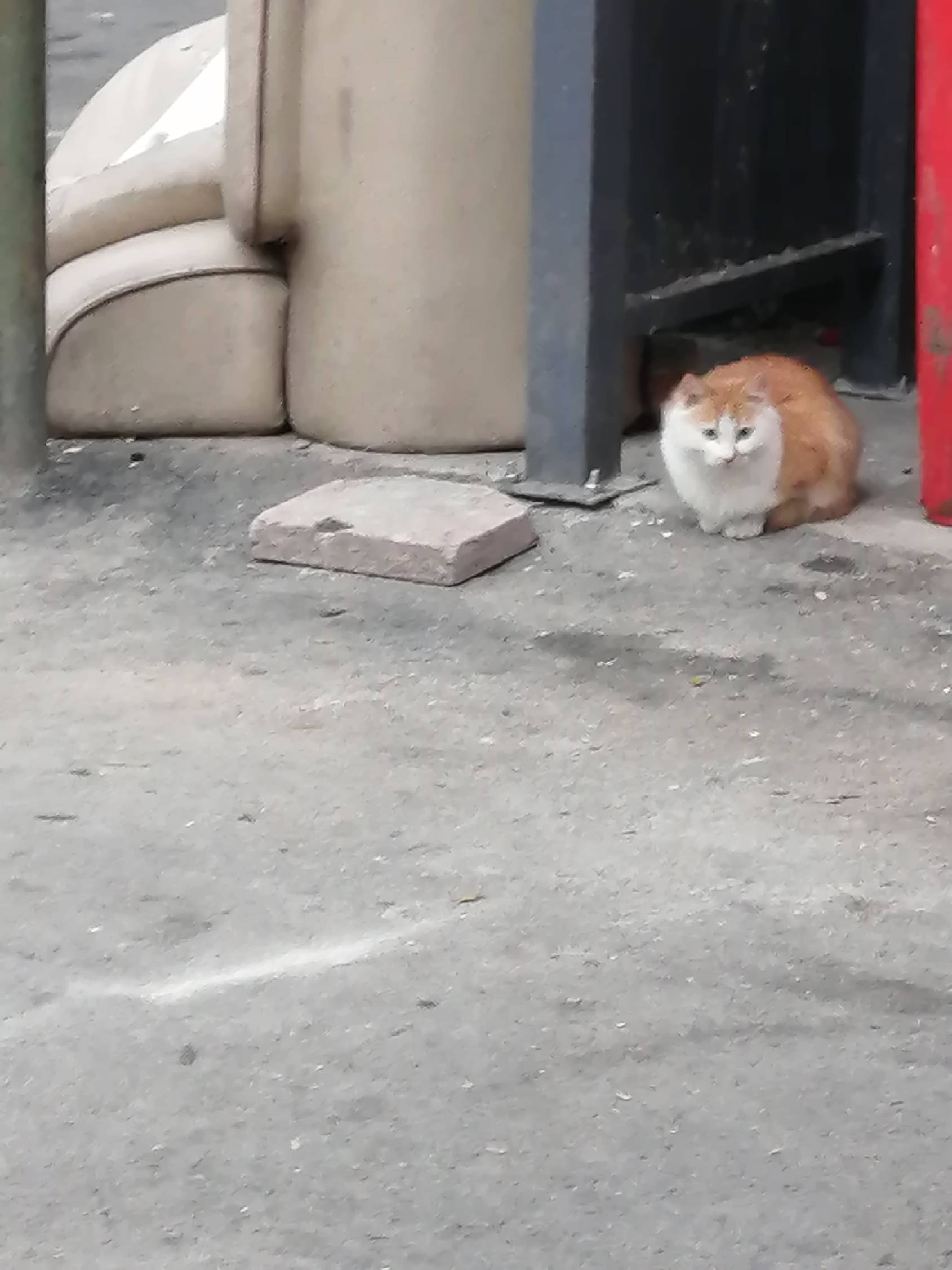 猫图片|宠物猫|猫咪|