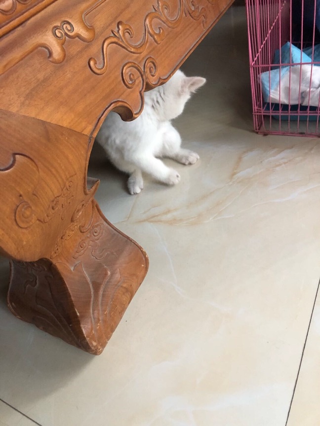 猫图片|宠物猫|猫咪|