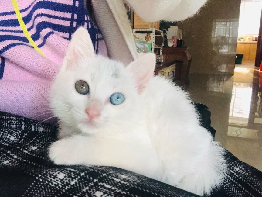 猫图片|宠物猫|猫咪|