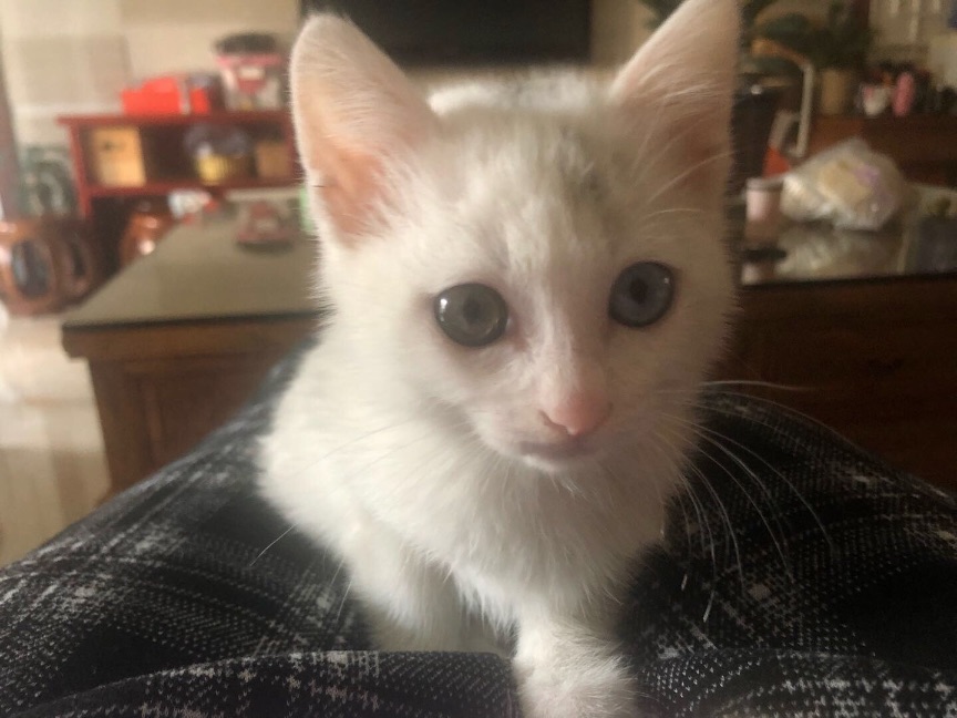 猫图片|宠物猫|猫咪|