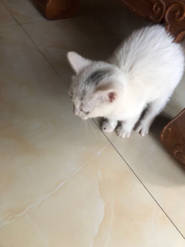 猫图片|宠物猫|猫咪|