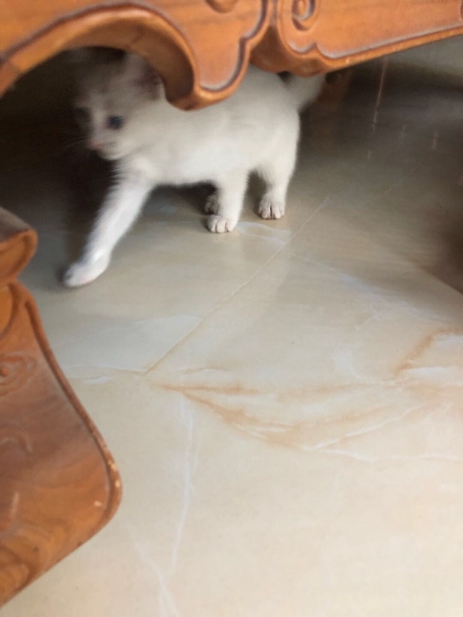 猫图片|宠物猫|猫咪|