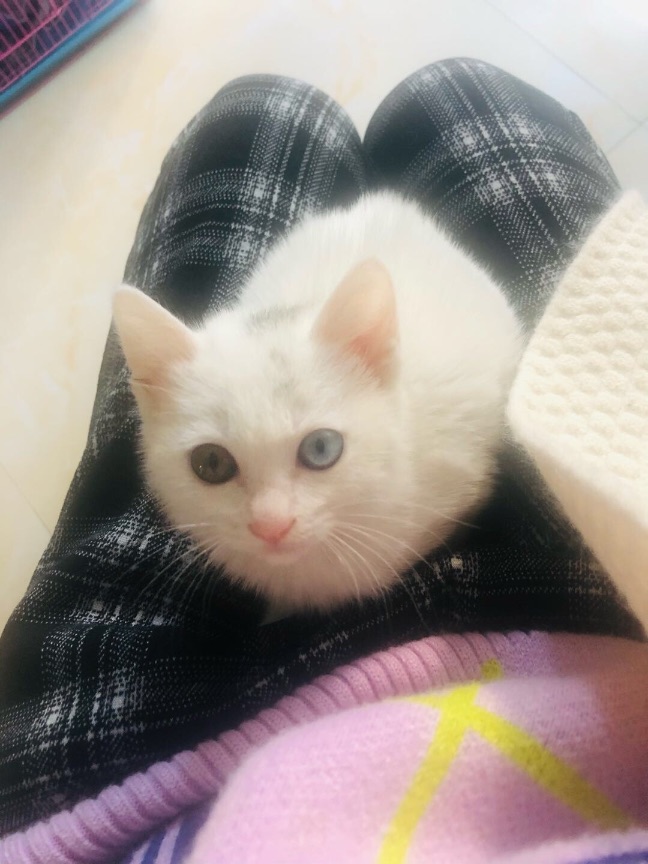 猫图片|宠物猫|猫咪|