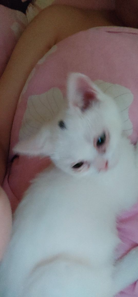 猫图片|宠物猫|猫咪|