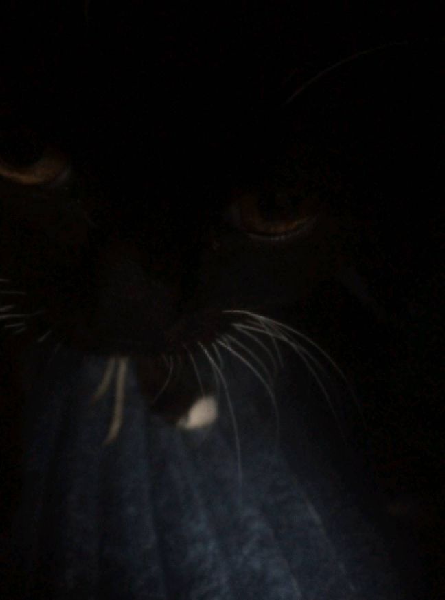 猫图片|宠物猫|猫咪|