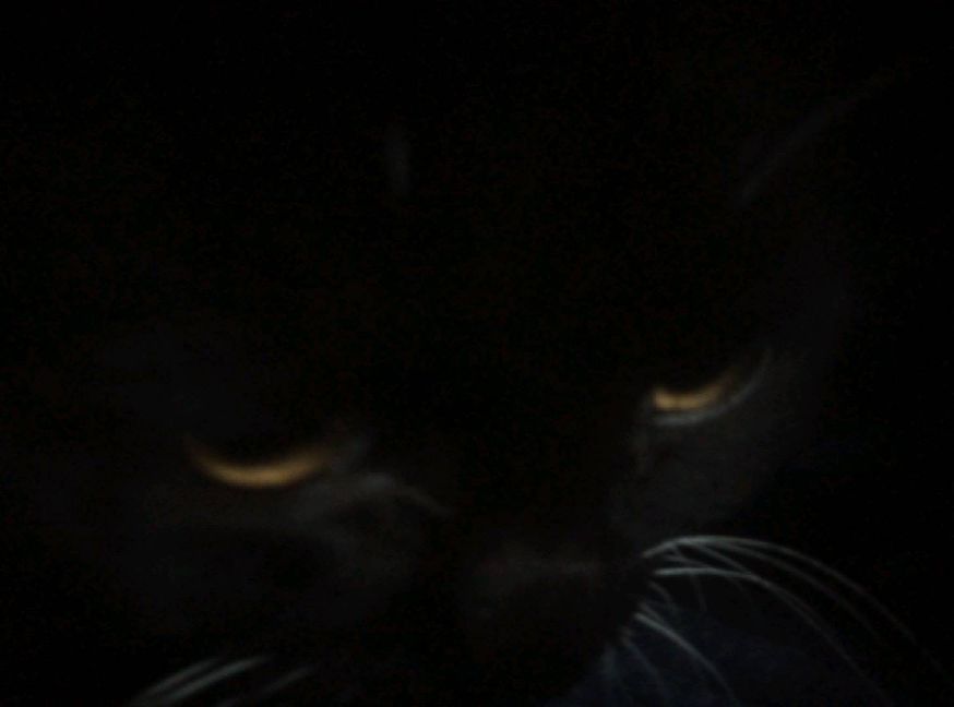 猫图片|宠物猫|猫咪|