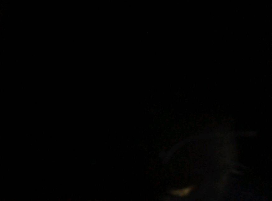 猫图片|宠物猫|猫咪|