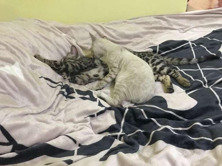 猫图片|宠物猫|猫咪|