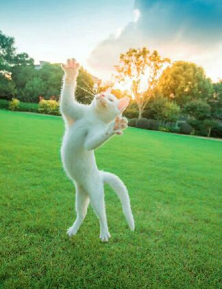 猫图片|宠物猫|猫咪|