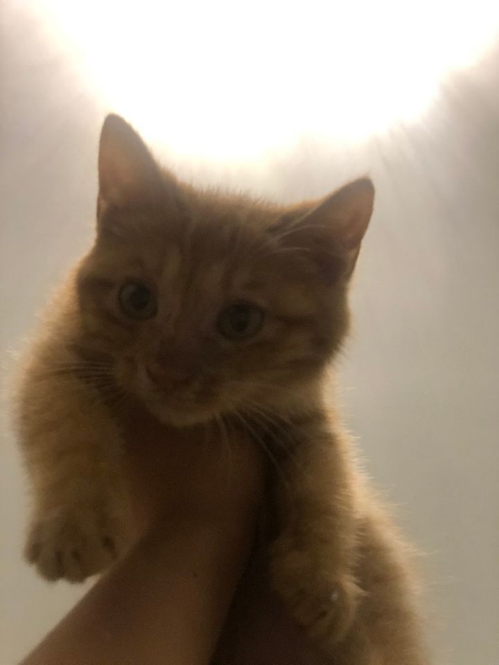 猫图片|宠物猫|猫咪|