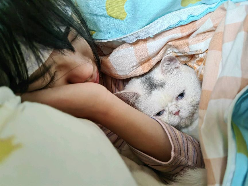 猫图片|宠物猫|猫咪|