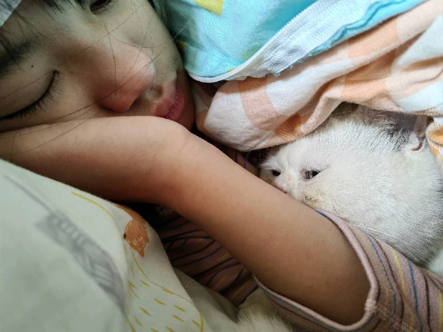 猫图片|宠物猫|猫咪|