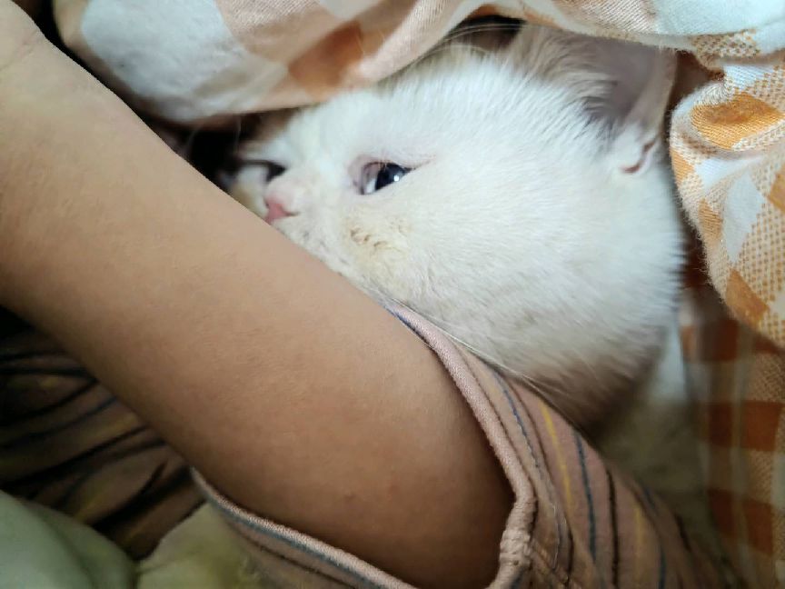 猫图片|宠物猫|猫咪|