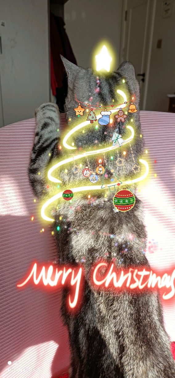 猫图片|宠物猫|猫咪|