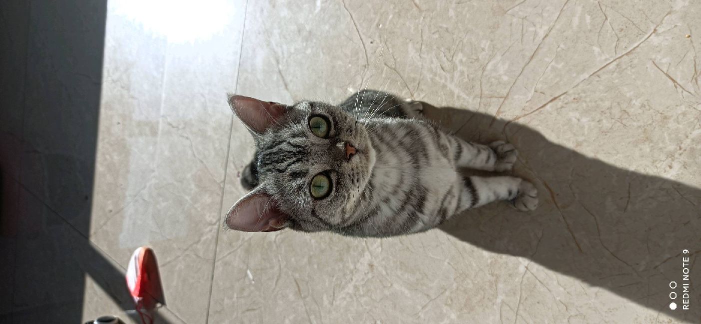 猫图片|宠物猫|猫咪|