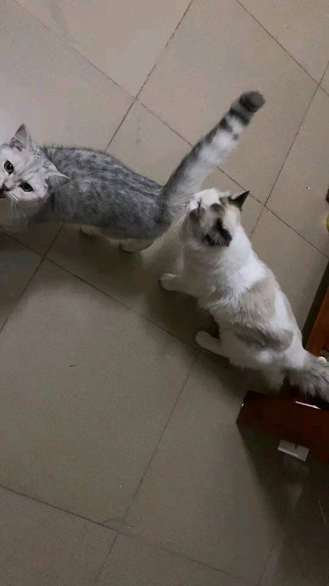 猫图片|宠物猫|猫咪|