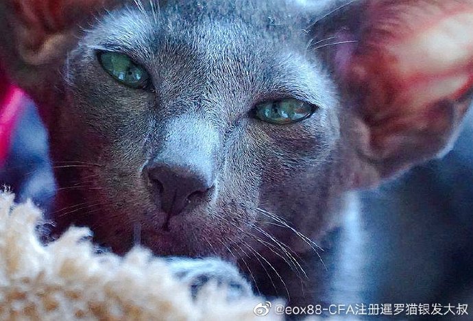 猫图片|宠物猫|猫咪|